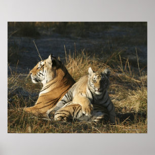 Tigers (Panthera tigris) cub lying on his Poster