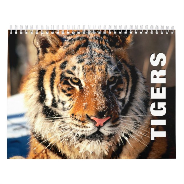 Tigers Wall Calendar (Cover)