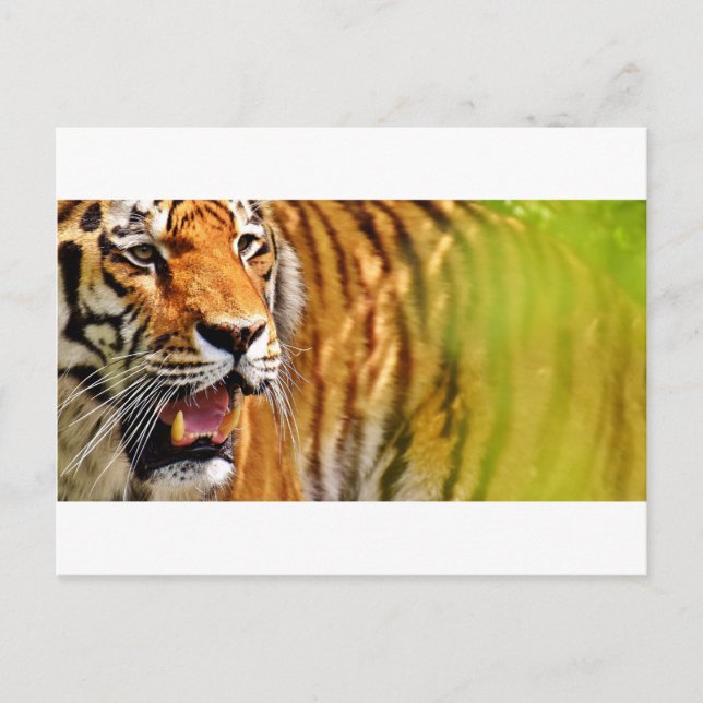 tiget-me postcard (Front)