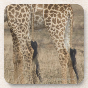 Tight crop of two Giraffes (Giraffa Coaster