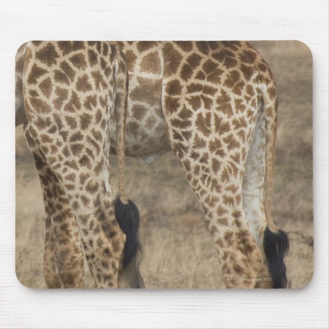 Tight crop of two Giraffes (Giraffa Mouse Pad (Front)