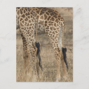 Tight crop of two Giraffes (Giraffa Postcard