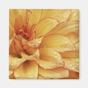 Tight in photographs of Dalhia flower with the 2 Magnet