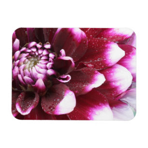 Tight in photographs of Dalhia flower with the Magnet