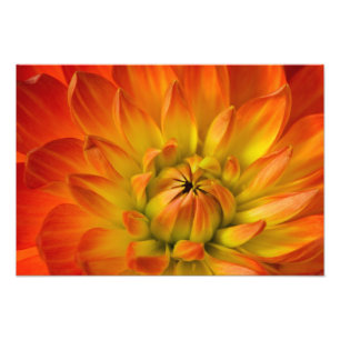 Tight in photographs of Dalhia flower with the Photo Print
