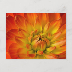 Tight in photographs of Dalhia flower with the Postcard
