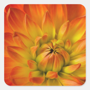 Tight in photographs of Dalhia flower with the Square Sticker