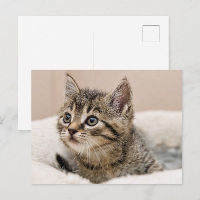 Tigray kitten postcard (Front/Back)