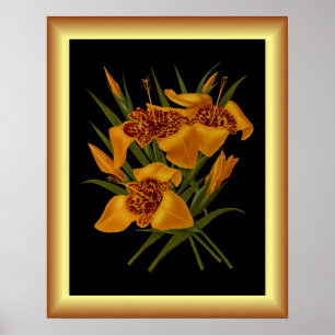 Tigridia Conchiplora Var Canariensis ~ Botanical  Poster