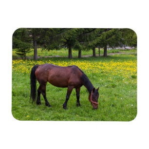 Tihuta Pass, Horse in Pasture Magnet