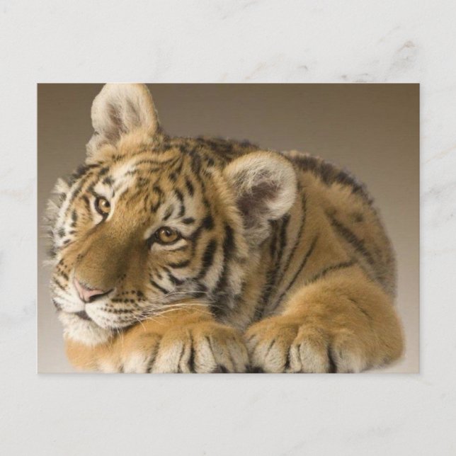 tijgertje postcard (Front)