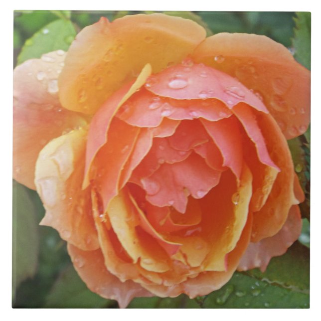 TILE,"PEACHY ORANGE  COLORED ROSE WITH RAINDROPS" CERAMIC TILE (Front)