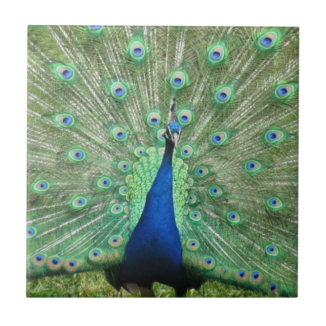 Tile - Proud Peacock (Front)