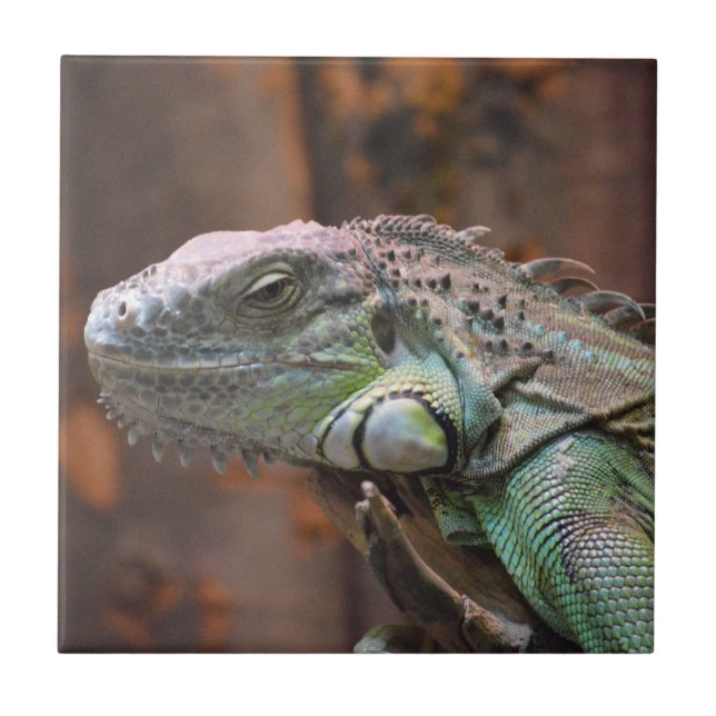 Tile with colourful Iguana lizard (Front)