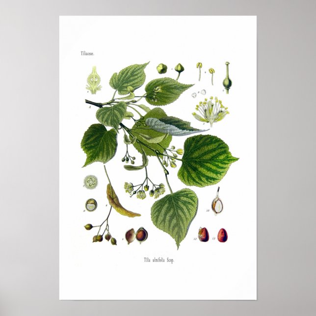tilia ulmifolia (Linden) Poster (Front)