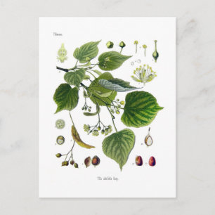tilia ulmifolia postcard
