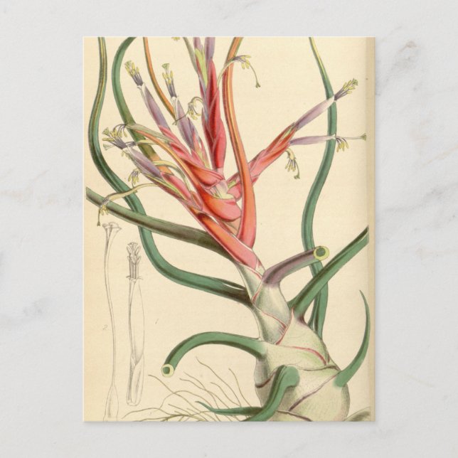 Tillandsia bulbosa postcard (Front)