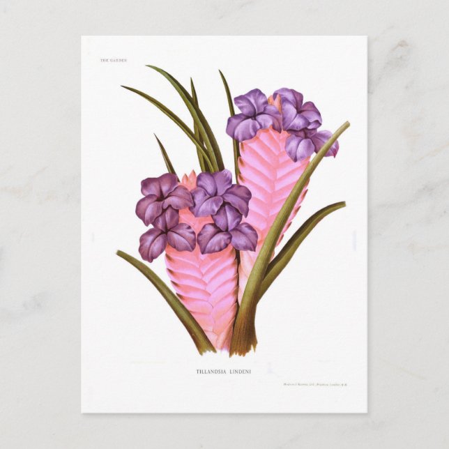 Tillandsia lindeni postcard (Front)