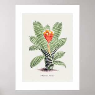 Tillandsia Musaica, by J. Nugent Fitch - Poster