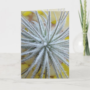 Tillandsia tectorum card
