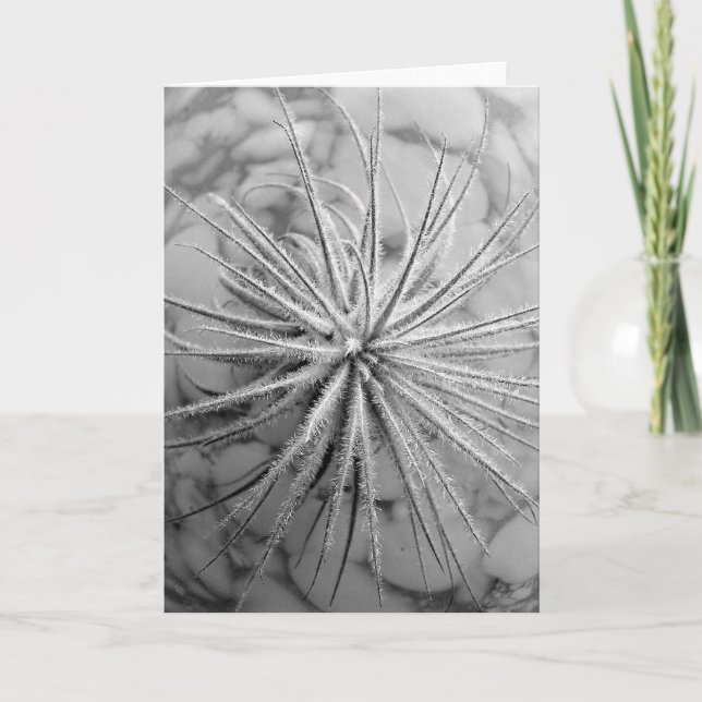 Tillandsia tectorum card (Front)