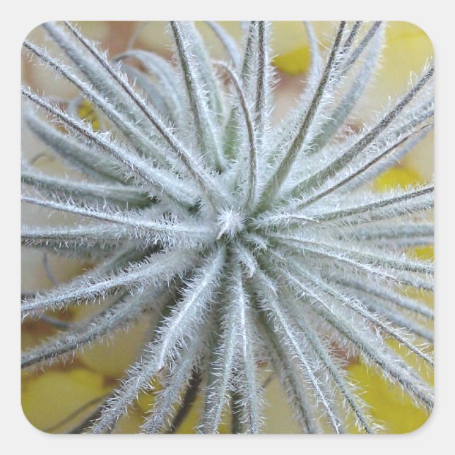 Tillandsia tectorum square sticker (Front)