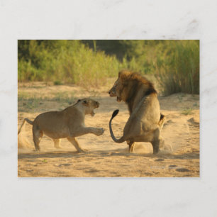 Timbavati River, Kruger National Park, Limpopo Postcard