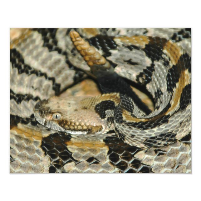 Timber Rattlesnake Coil Photo Print (Front)