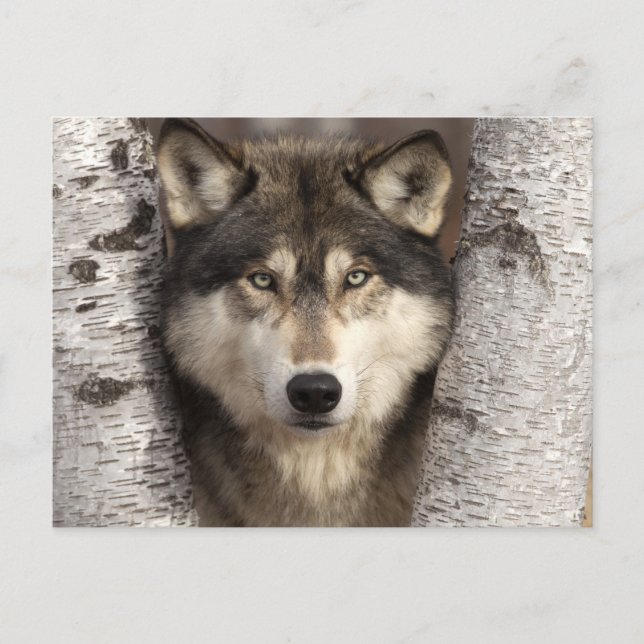 Timber wolf by Jim Zuckerman Postcard (Front)