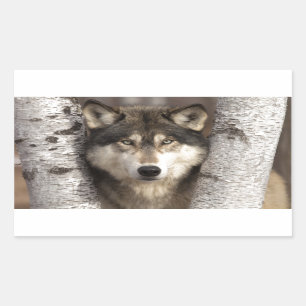 Timber wolf by Jim Zuckerman Rectangular Sticker