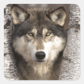 Timber wolf by Jim Zuckerman Square Sticker