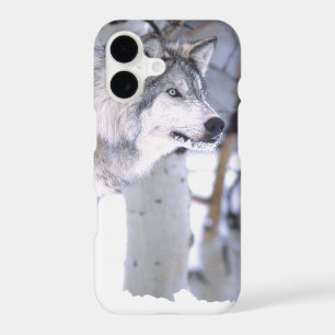 Timber Wolf, Canis lupus, Movie Animal Utah)