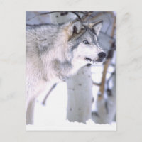 Timber Wolf, Canis lupus, Movie Animal Utah)