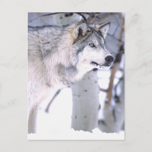 Timber Wolf, Canis lupus, Movie Animal Utah) Postcard (Front)