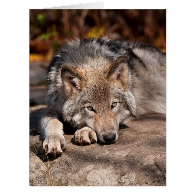 Timber Wolf Card (Front)