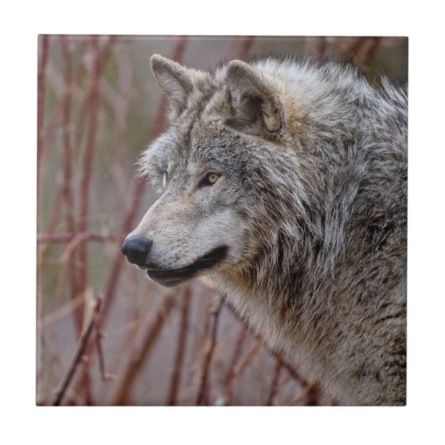 Timber Wolf  Ceramic Tile (Front)