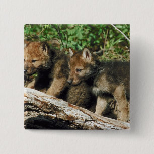 Timber wolf cubs 15 cm square badge