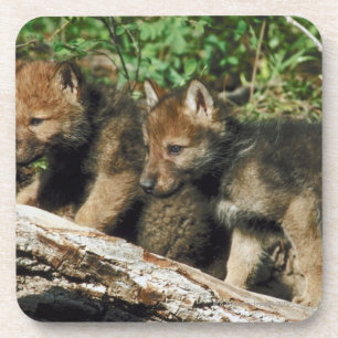 Timber wolf cubs coaster