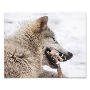 Timber Wolf Eating his Meal Photo Print
