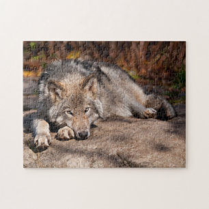 Timber Wolf Jigsaw Puzzle