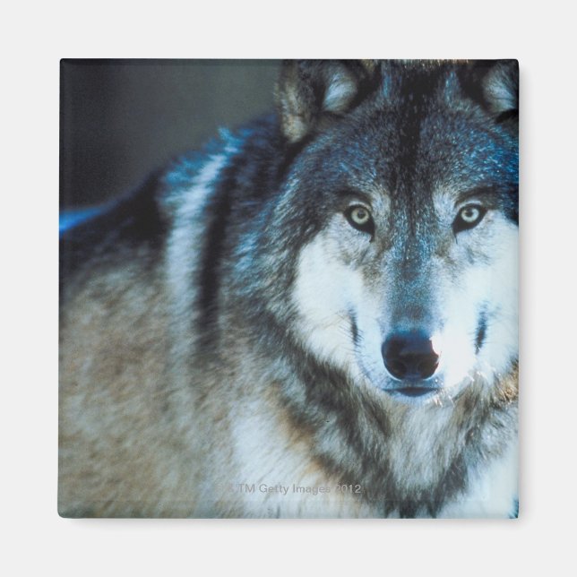 Timber wolf magnet (Front)