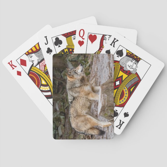Timber Wolf Placemat Playing Cards (Back)