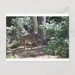 Timber Wolf Postcard