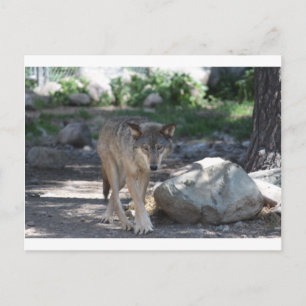 Timber Wolf Postcard