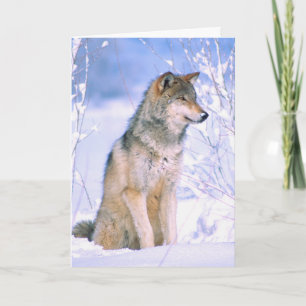 Timber Wolf Sitting in Snow Holiday Card