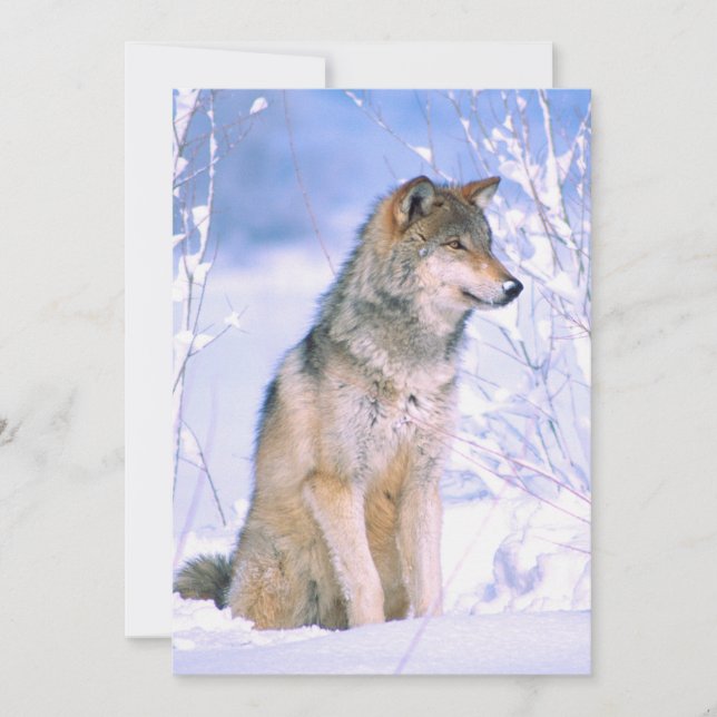 Timber Wolf Sitting in Snow Holiday Card (Front)
