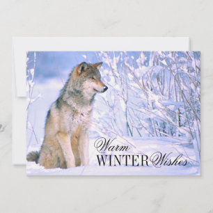 Timber Wolf Sitting in Snow Holiday Card