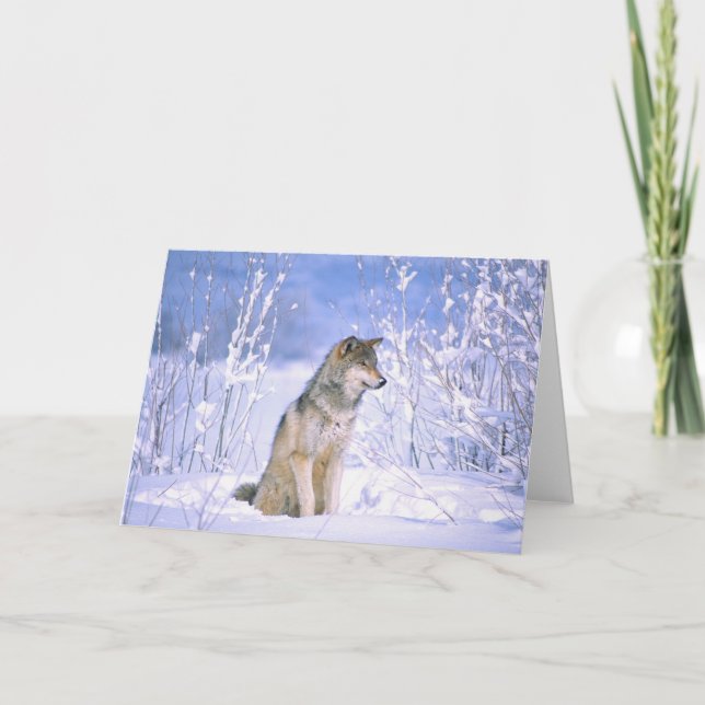 Timber Wolf sitting in the Snow, Canis lupus, Card (Front)