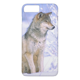 Timber Wolf sitting in the Snow, Canis lupus, iPhone 8 Plus/7 Plus Case