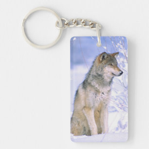 Timber Wolf sitting in the Snow, Canis lupus, Key Ring